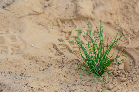 A small pine sapling is planted in dry soil. Dryland landscaping concept.の写真素材