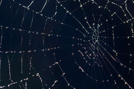 Spider web with dew drops on a dark background.