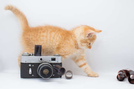 A beautiful ginger kitten plays with film and a camera.の写真素材