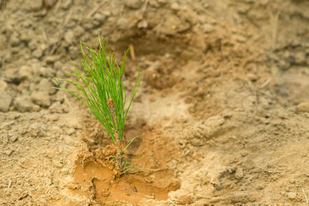 Small tree seedlings are planted in dry soil. Landscaping in dry areas. Fight against soil erosion. Forestry concept.の写真素材