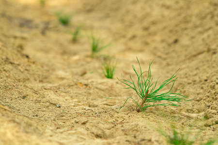 Small tree seedlings are planted in dry soil. Landscaping in dry areas. Fight against soil erosion....