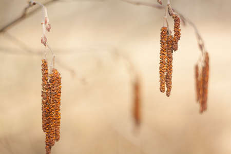 Alder catkins on a blurred background. The arrival of spring.