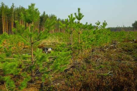 Young trees grow on the site of a cut forest. Reforestation after felling. Forestry management.