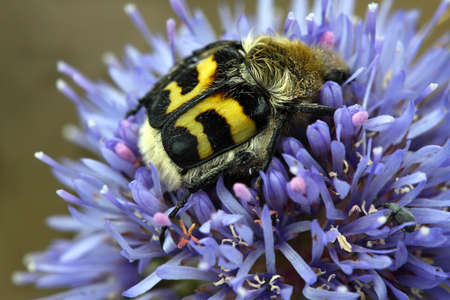 A forest beetle sits on a blue flower and drinks nectar.