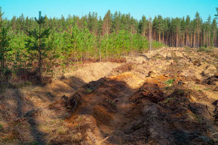 Furrows plowed in the forest for planting a new forest. Reforestation after felling.