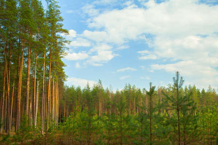 A young forest grows on the site of an old felling area.