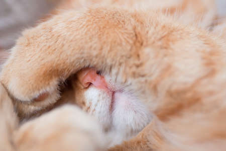 Funny cat covered his nose with his paw. The cat feels a cold snap. Close-up photo. Selective focus on the animal's nose.の写真素材