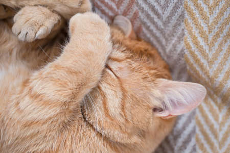 Funny cat covered his nose with his paw.の写真素材