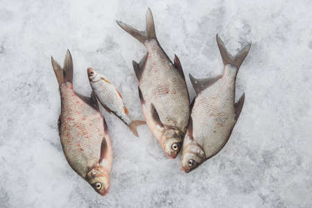 Fresh fish lies on ice.の写真素材