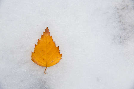 A yellow leaf of a tree lies on white snow.の写真素材