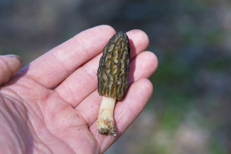 Spring mushroom stitching lies in the palm of a person. Mushrooms containing psilocybin.