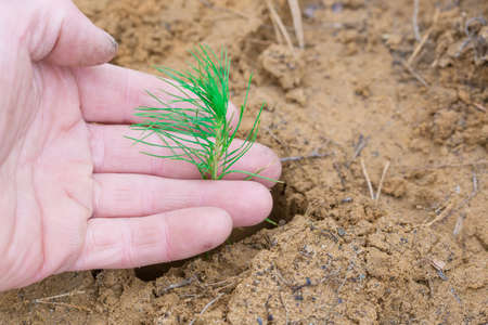 A man's hand is planting a green tree sapling. The concept of reforestation after deforestation and landscaping of dry lands.の写真素材