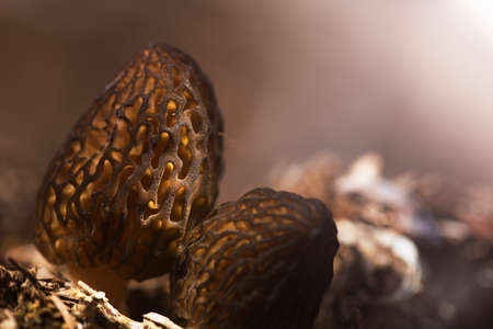 Hallucinogenic mushrooms grow in the natural environment. Artistic lighting. Morel mushrooms.の写真素材