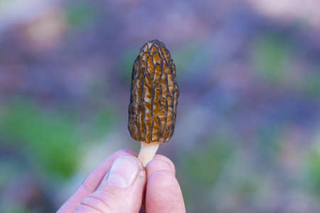 Human fingers are holding morel mushroom.の写真素材