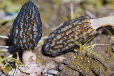 Morel mushrooms in their natural environment. Mushrooms containing psilocybin. Spring mushrooms.
