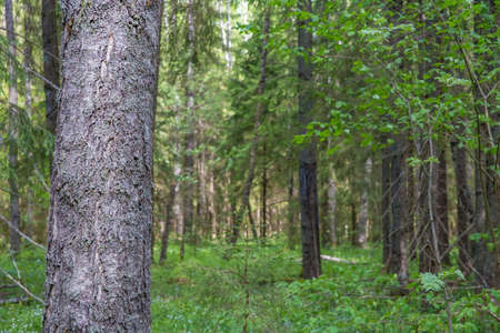 The trunk of a birch tree against the background of a green forest.