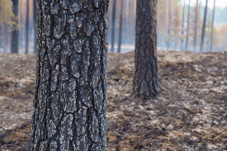 Burnt wood against the background of a burnt forest.
