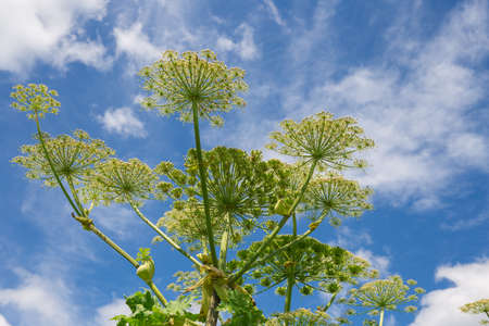 Hogweed on a background of blue sky with clouds.