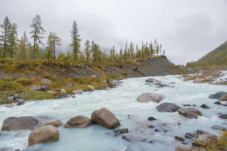Mountain river on a background of fog. Rocky shore with larch trees. soft focus. Selective focus on...