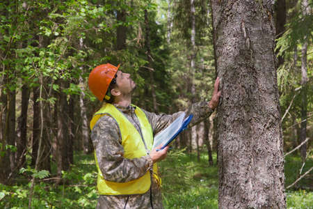 A forest engineer works in the forest. The forester examines the forest plantation. Voluntary forest...
