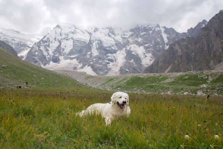 A large white dog lies on a background of mountains. Italian shepherd maremma.の写真素材