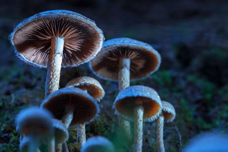 Mushrooms. containing psilocybin grow in the forest. Contrast lighting, dark background. Hallucinogenic mushrooms in nature.の写真素材
