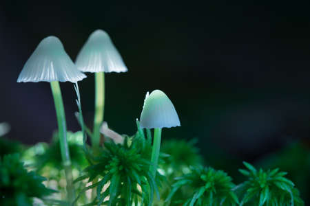 Glucinogenic mushrooms grow in the forest. Mushrooms. containing psilocybin. Dark background. Closeup with shallow depth of field. Selective focus on the cap of the mushroom.の写真素材