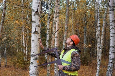 A forest worker works in a birch forest with a measuring tool. Real people work in the forest.