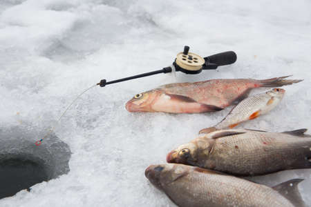 Fresh fish lies on ice. The winter fishing rod is on the ice. Selective focus on fish in the center...