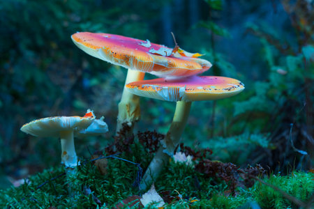 Amanita mushrooms grow in the forest. Artistic processing. Psychotropic and hallucinogenic mushrooms.の写真素材
