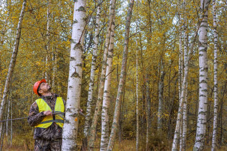 A forest worker measures the thickness of a tree in a birch forest. Forest accounting and taxation...