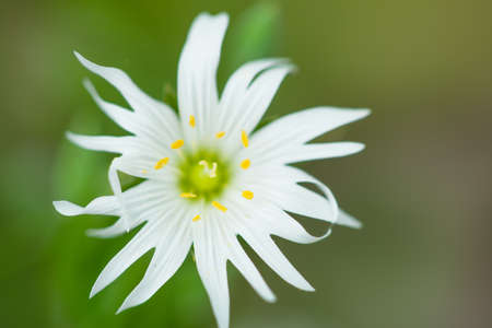 White flower on a background of summer grass. Photo from above with shallow depth of field....