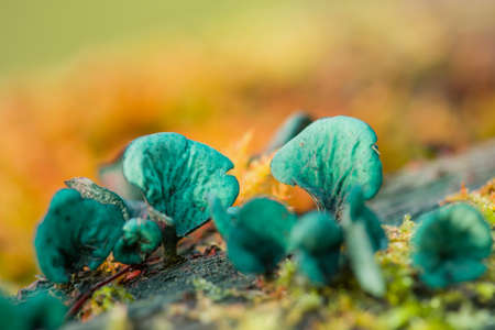 Molds grow on old wood. Closeup with shallow depth of field.の写真素材