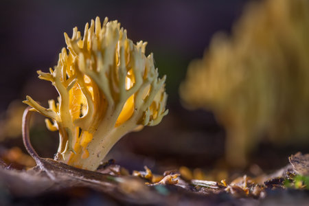 The coral mushroom grows in its natural environment. Closeup with shallow depth of field.の写真素材