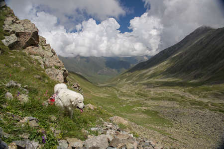 Big white dog in the mountains. Italian Moremma.