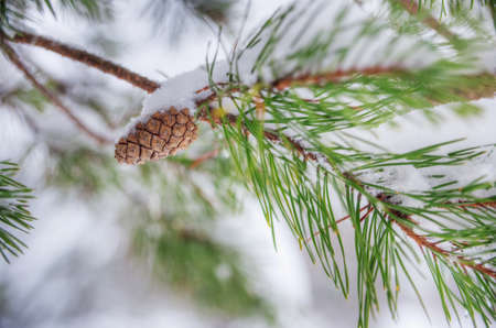 A pine cone on a pine branch covered with snow. Selective focus on a pinecone.