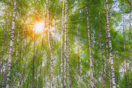 Birch forest with young green leaves. The sun shines through the branches of the trees. soft focus.の写真素材