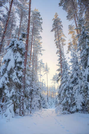 Winter forest. Trees. covered with snow. Tall pine trees in hoarfrost.の写真素材