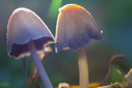 Hallucinogenic mushrooms grow naturally. Closeup with shallow depth of field. Soft focus.の写真素材