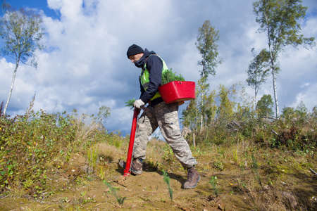 A forest worker is planting tree seedlings on the site of a felled forest.の写真素材
