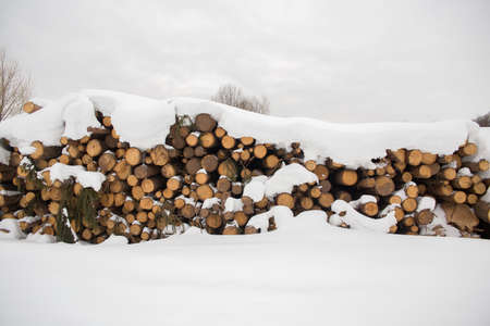 stack of logs lies in the winter in the forest. Harvested timber lies under a layer of snow.の写真素材