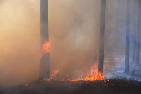 forest fire. Strong smoke. soft focus. Flames in the trees and on the ground.