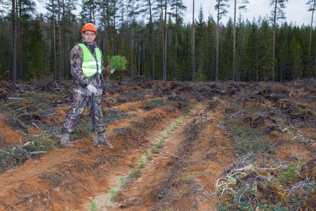 A forest worker is planting tree seedlings on the site of a felled forest. The forester holds pine seedlings in his hands.の写真素材