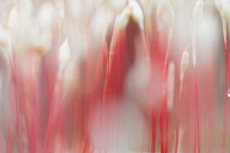 Blurred image of stems of spring moss. Natural background.