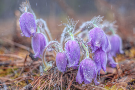 Blue spring flowers grow in the forest. First snowdrops. Defocused background. Closeup with shallow depth of field.の写真素材