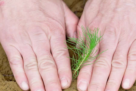 A young pine seedling in the hands of a man.の写真素材