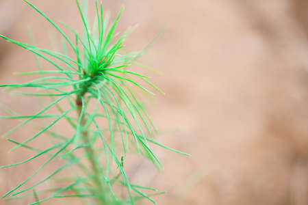 A young pine seedling against a defocused background. Closeup with shallow depth of field.の写真素材
