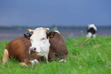 The cow is resting on the green grass. A calf is grazing in the background.の写真素材