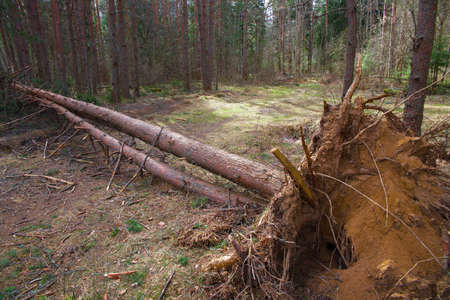A downed tree lies on the ground.