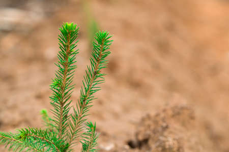 Green seedling of a coniferous tree against the background of dry soil. Defocused background....